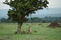 Cheetah under tree